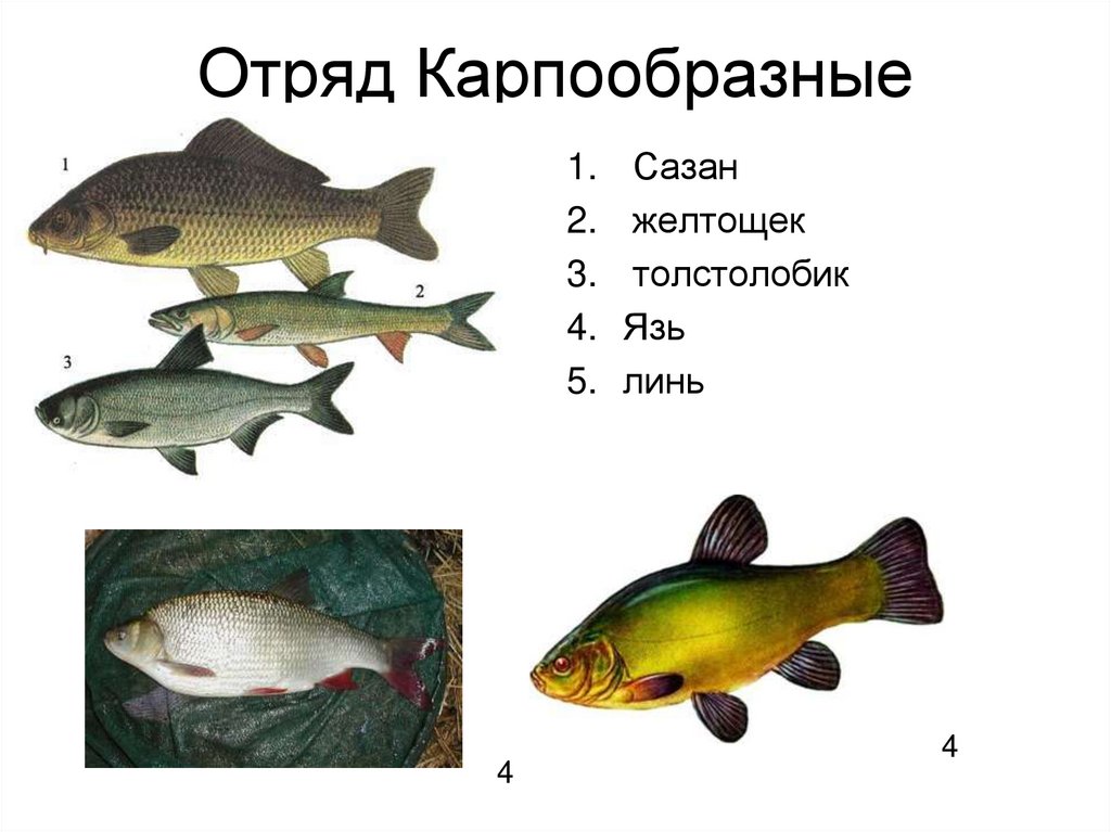 Отряд Карпообразные