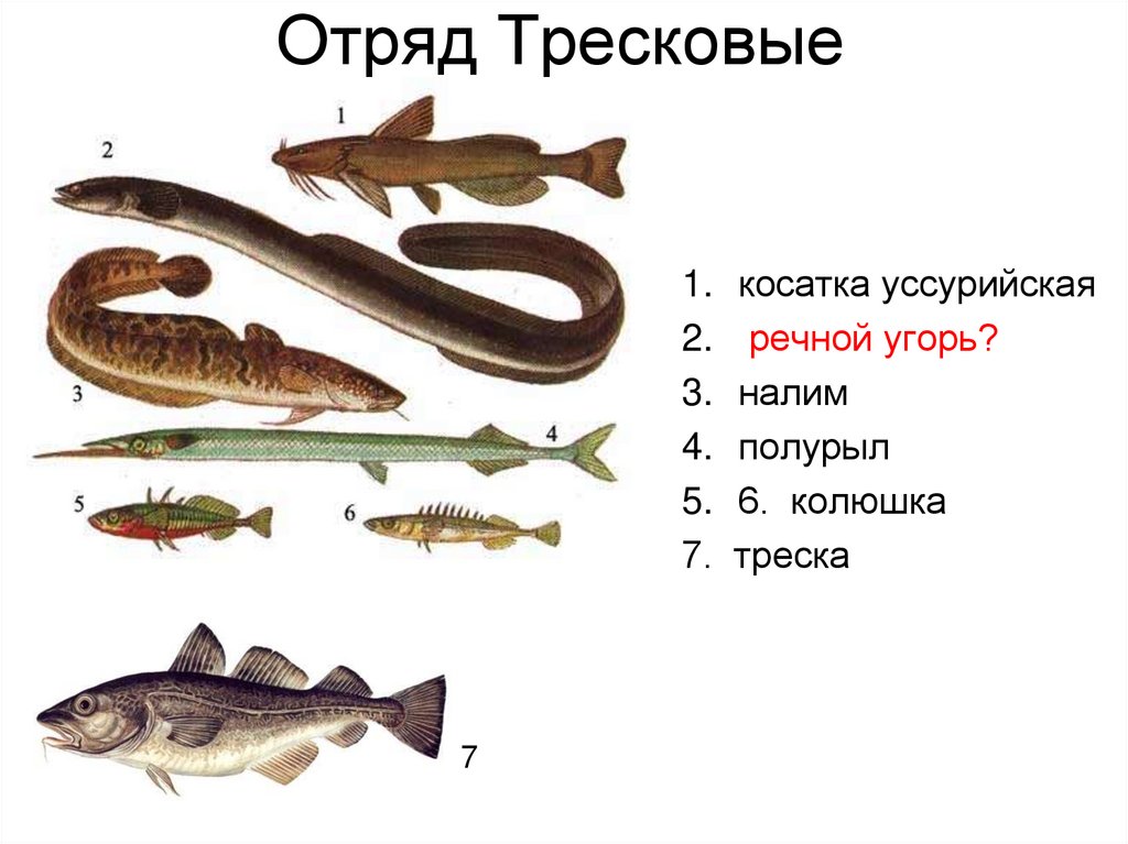 Отряд Тресковые