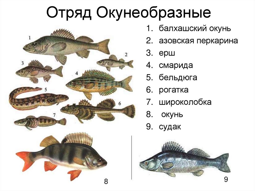 Отряд Окунеобразные