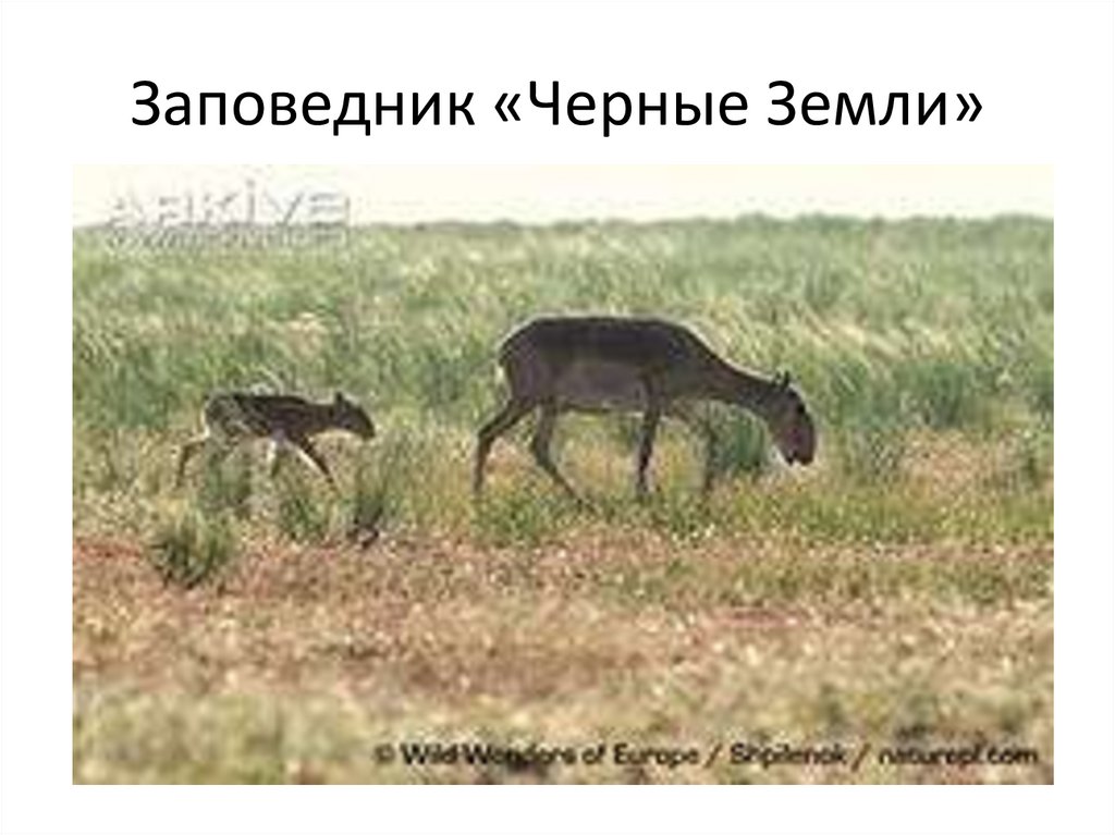 Заповедник «Черные Земли»