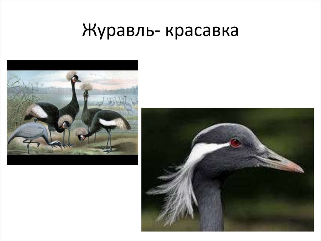 Журавль- красавка