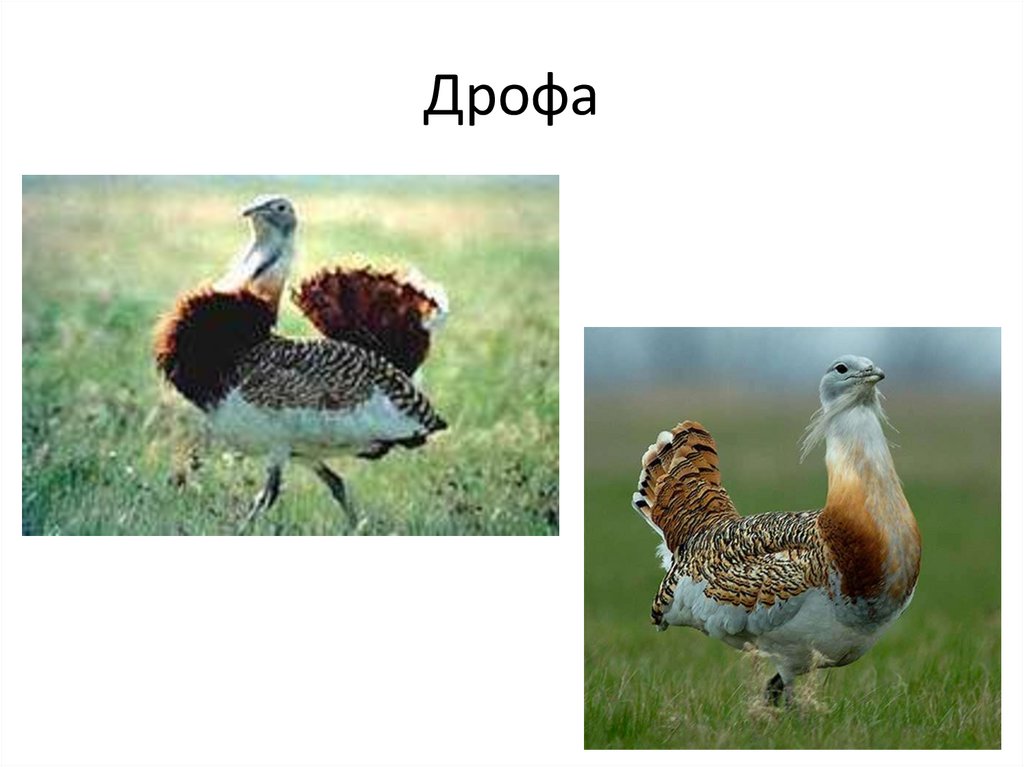 Дрофа