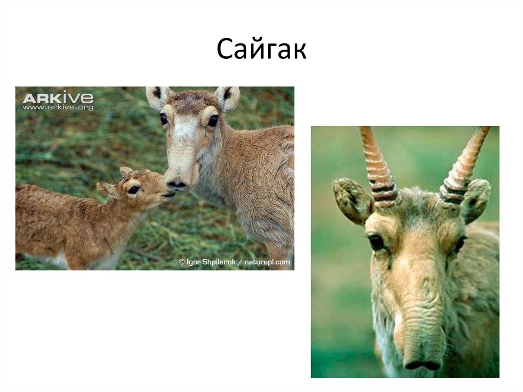 Сайгак