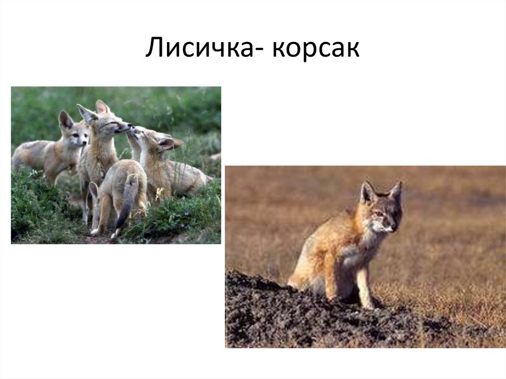 Лисичка- корсак