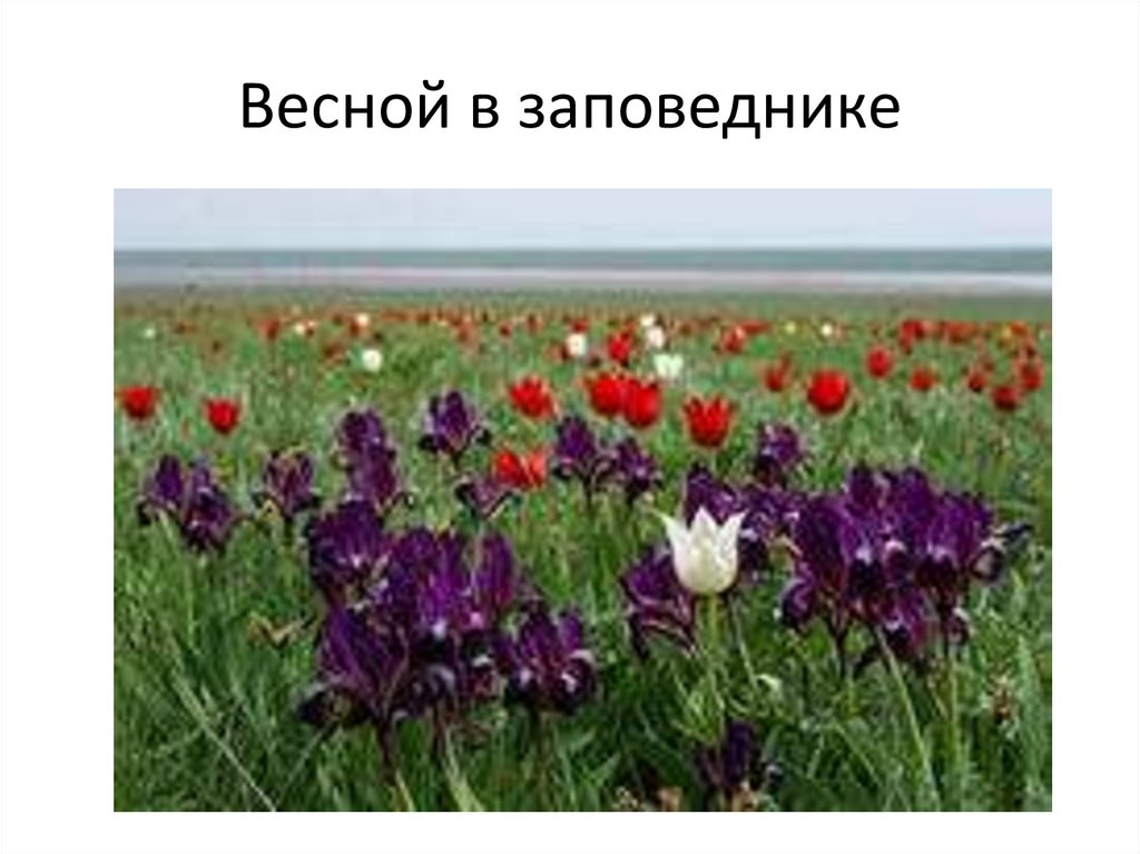 Весной в заповеднике