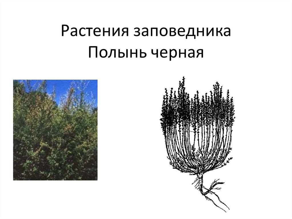 Растения заповедника Полынь черная