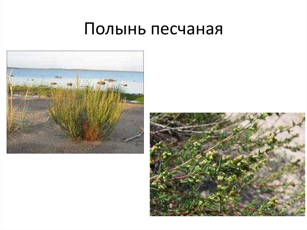 Полынь песчаная