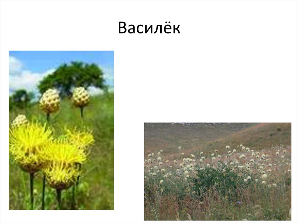 Василёк
