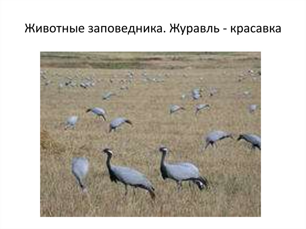 Животные заповедника. Журавль - красавка