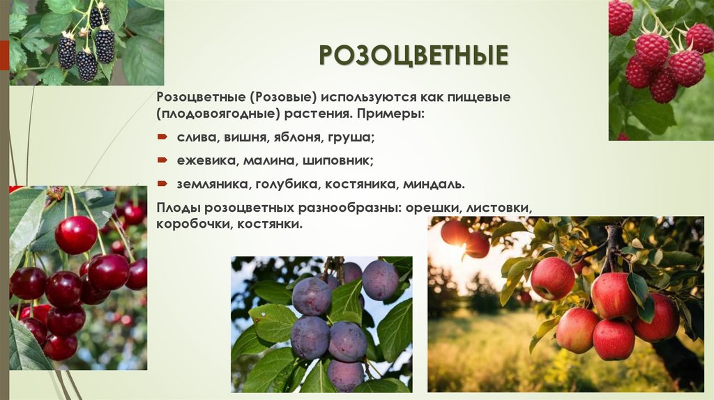 РОЗОЦВЕТНЫЕ