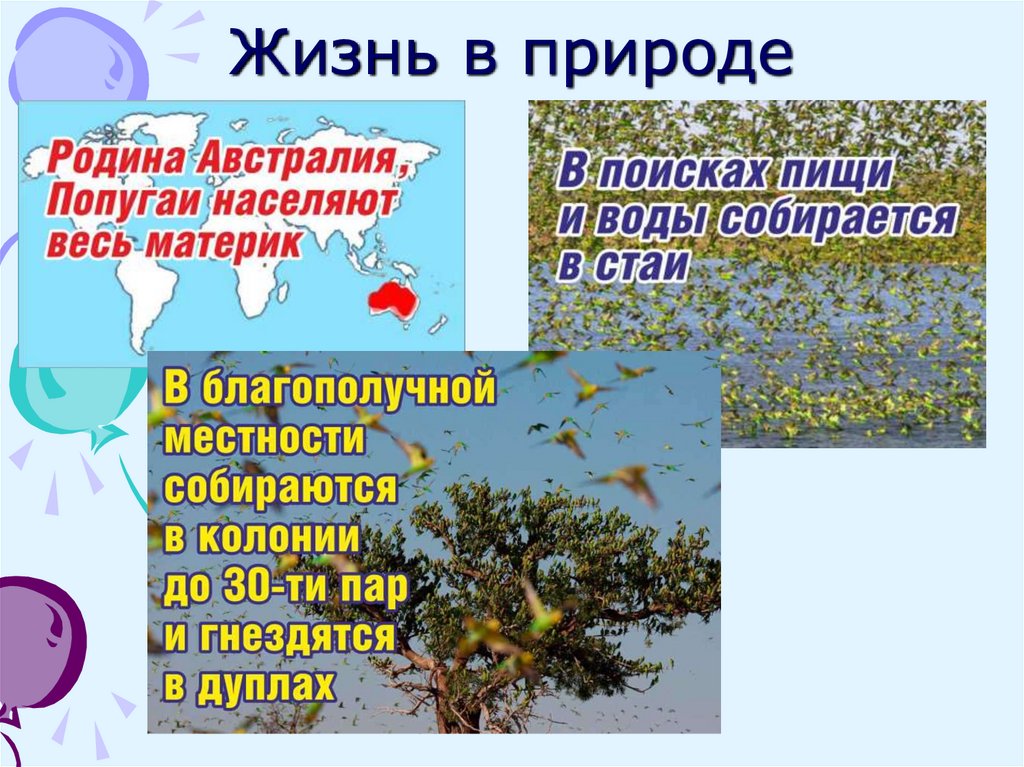 Жизнь в природе