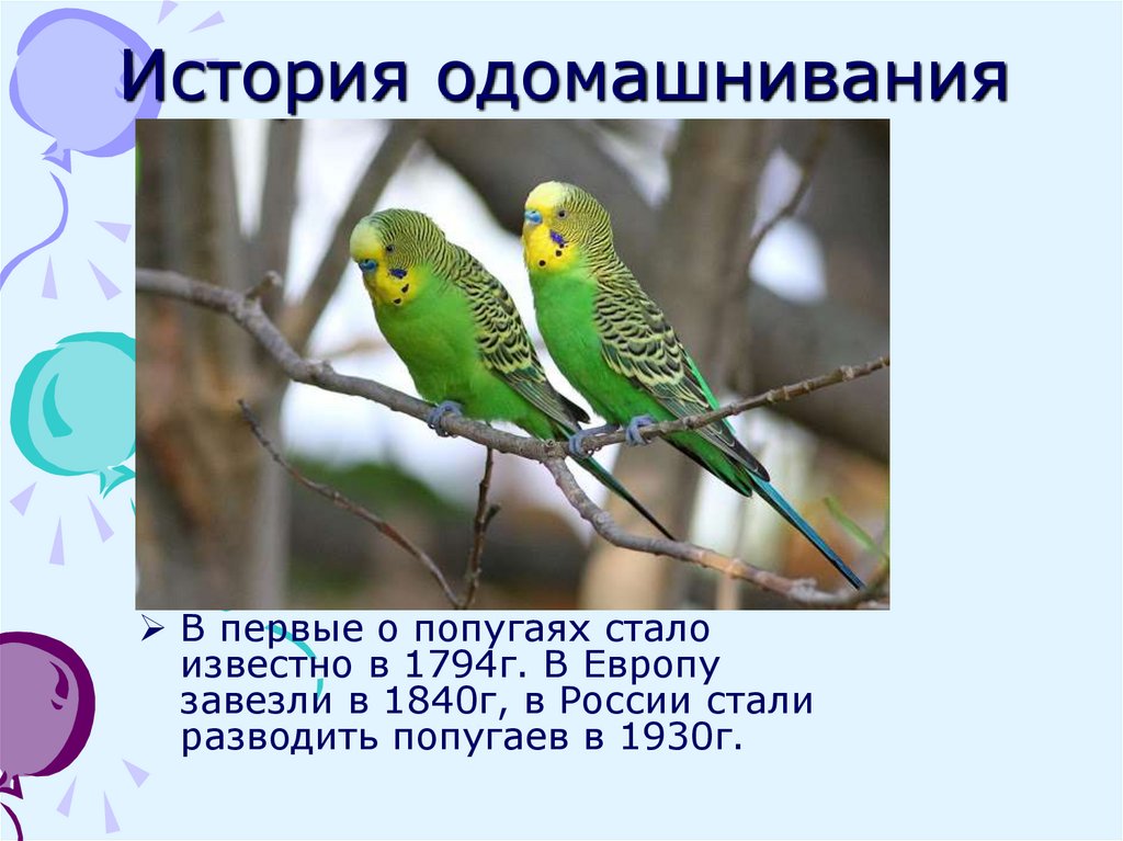 История одомашнивания