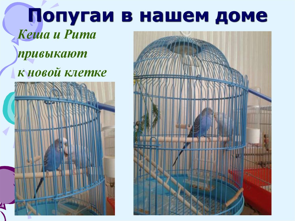 Попугаи в нашем доме