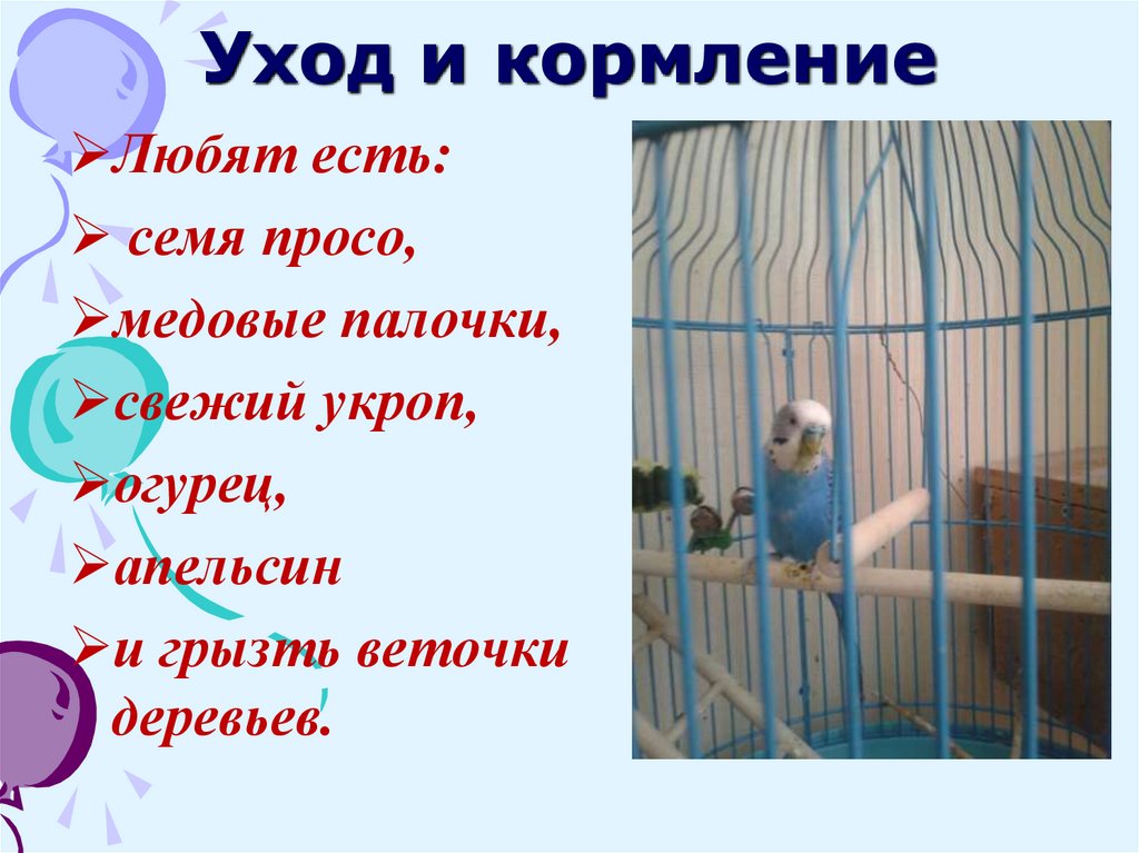Уход и кормление