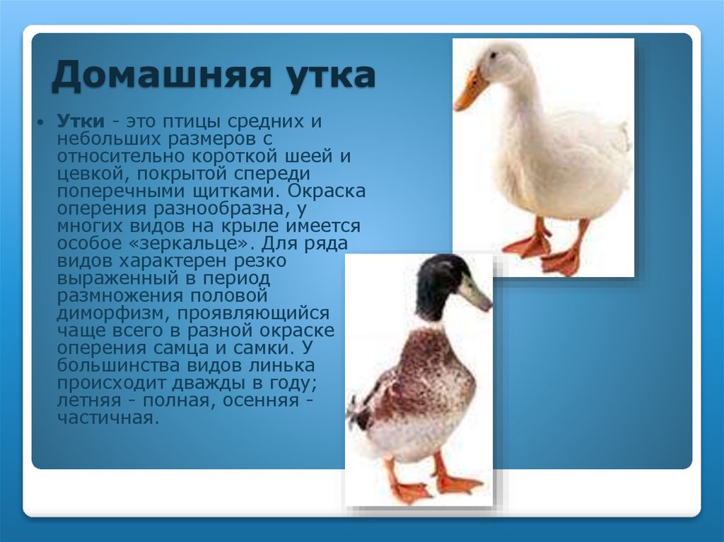 Домашняя утка