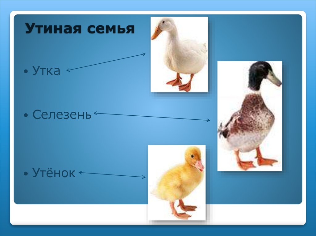 Утиная семья