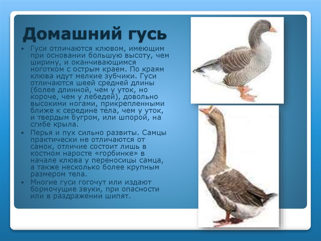 Домашний гусь