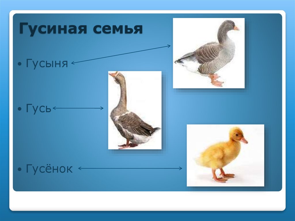 Гусиная семья