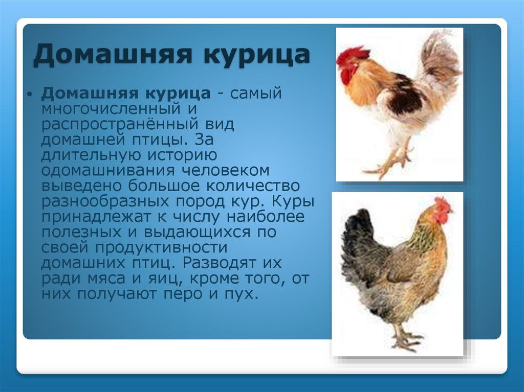 Домашняя курица