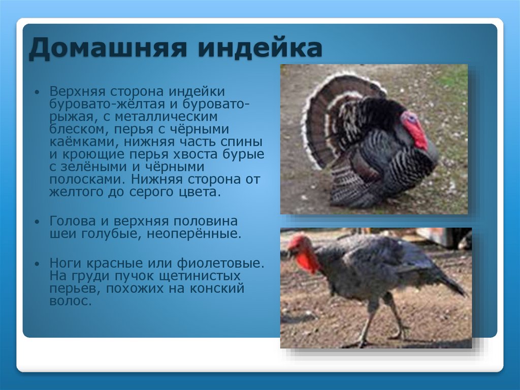 Домашняя индейка