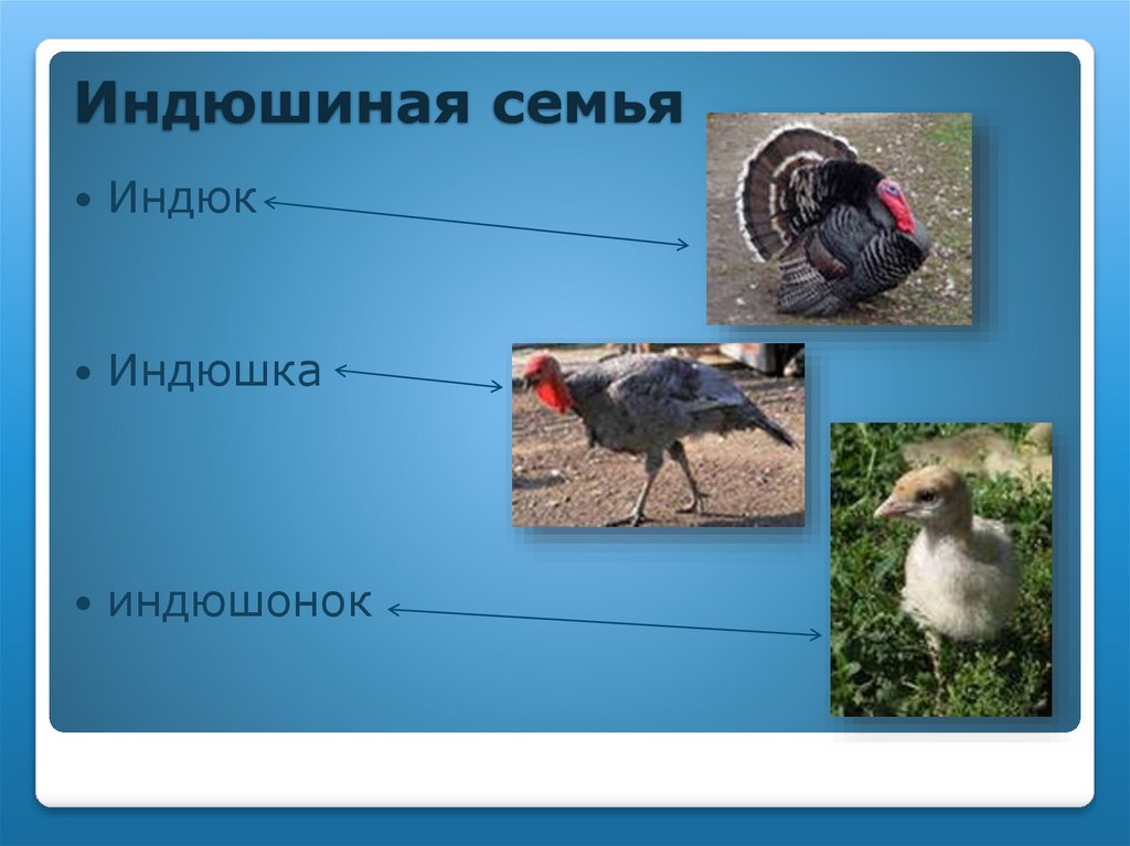 Индюшиная семья