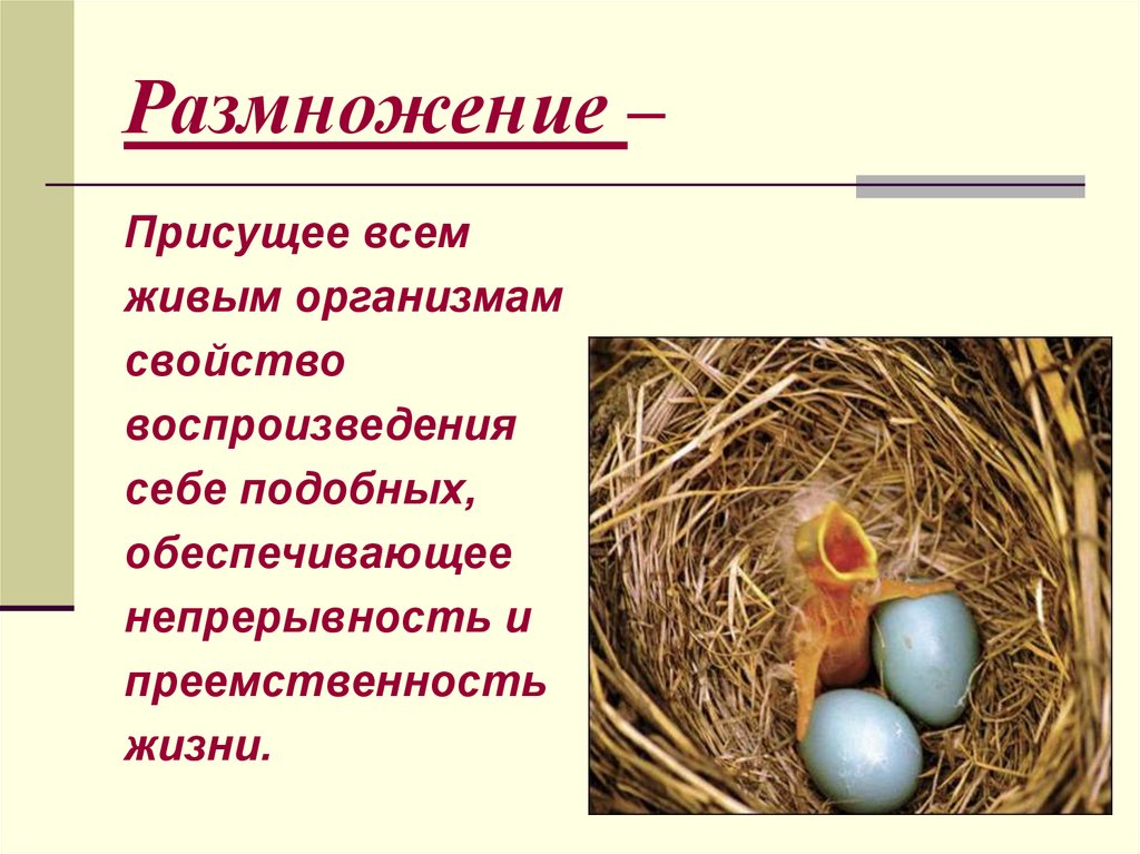 Размножение –