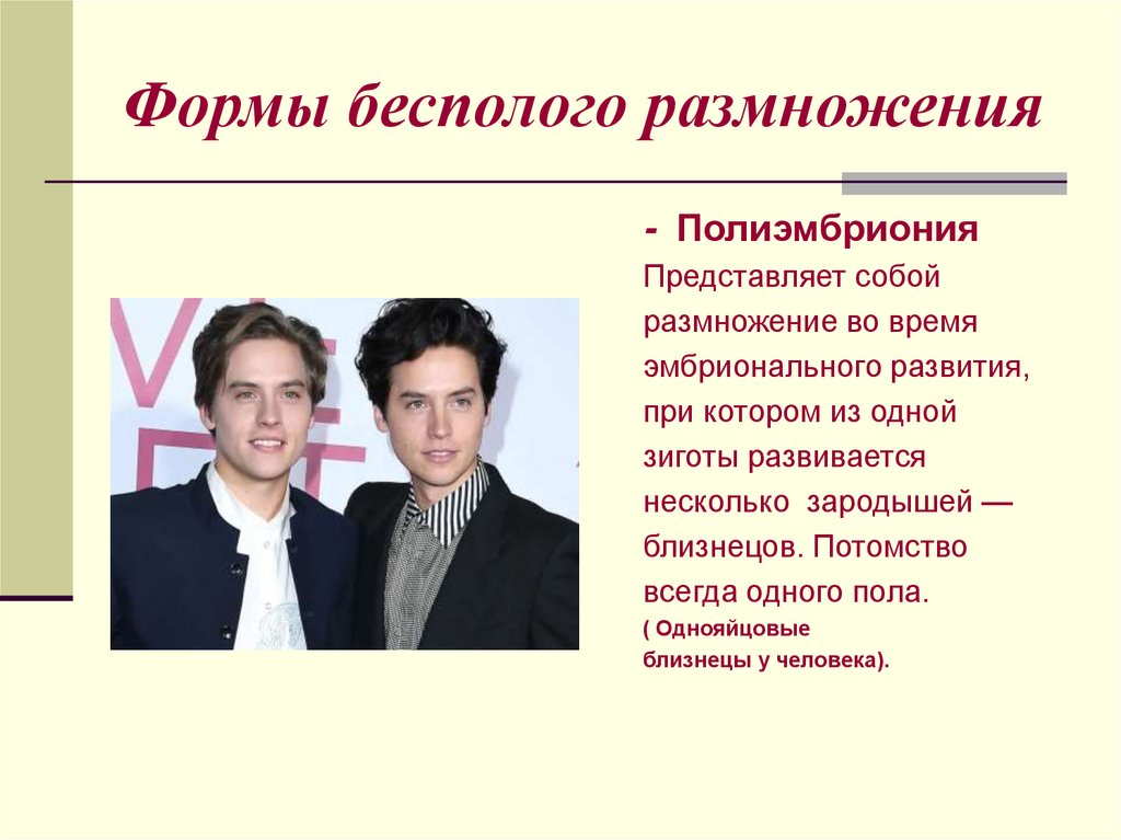 Формы бесполого размножения