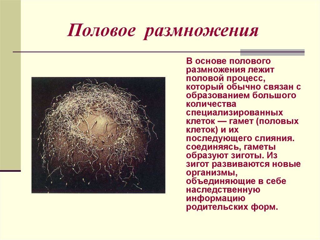 Половое размножения