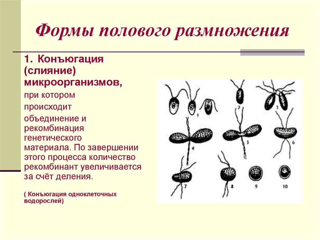 Формы полового размножения