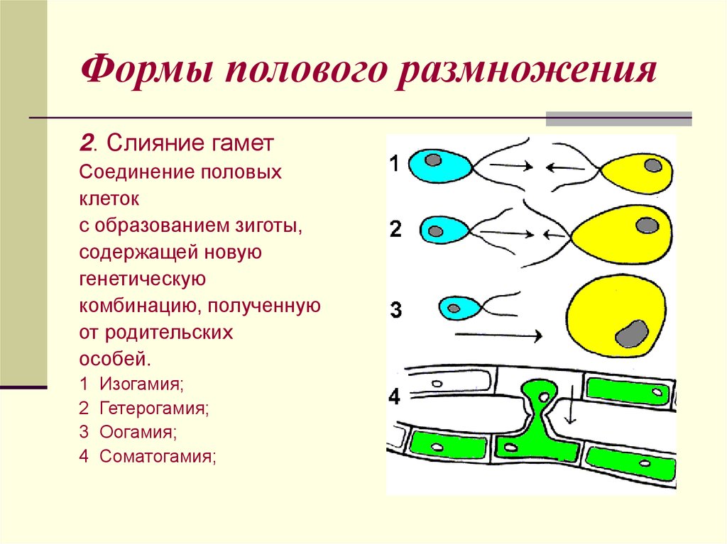 Формы полового размножения