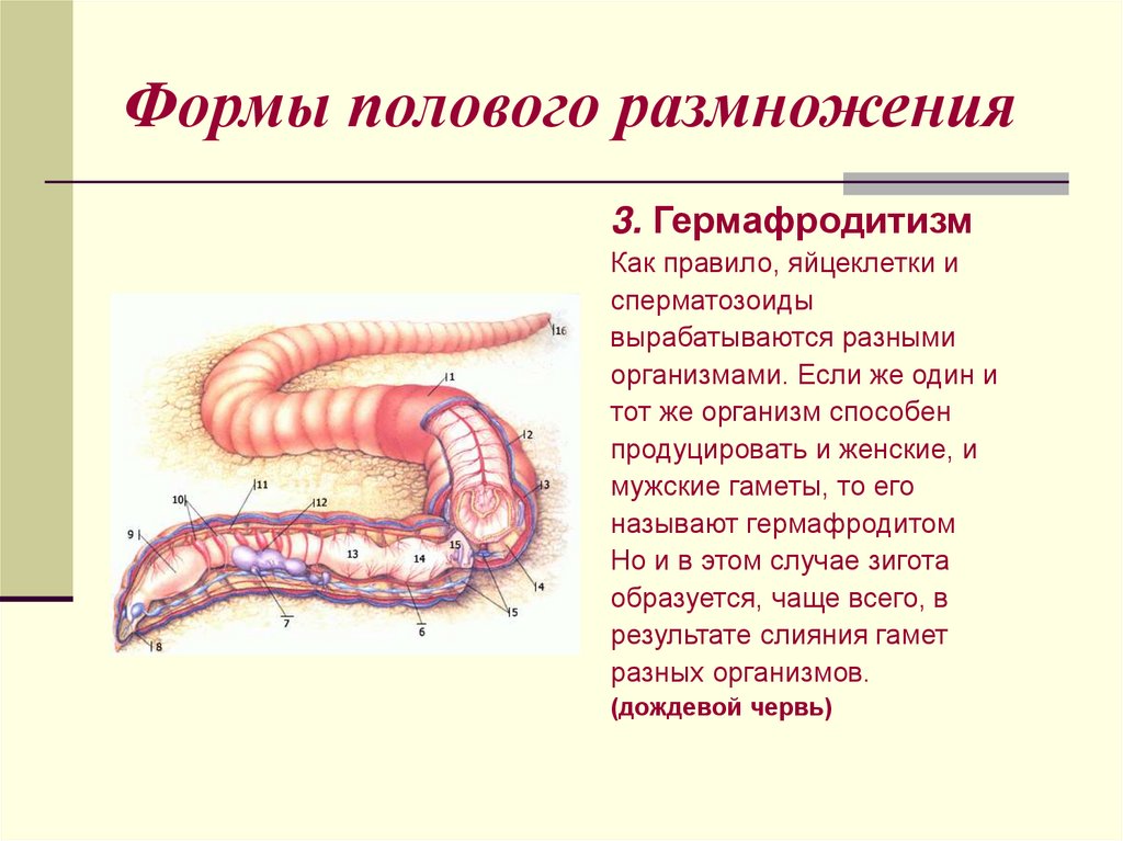 Формы полового размножения