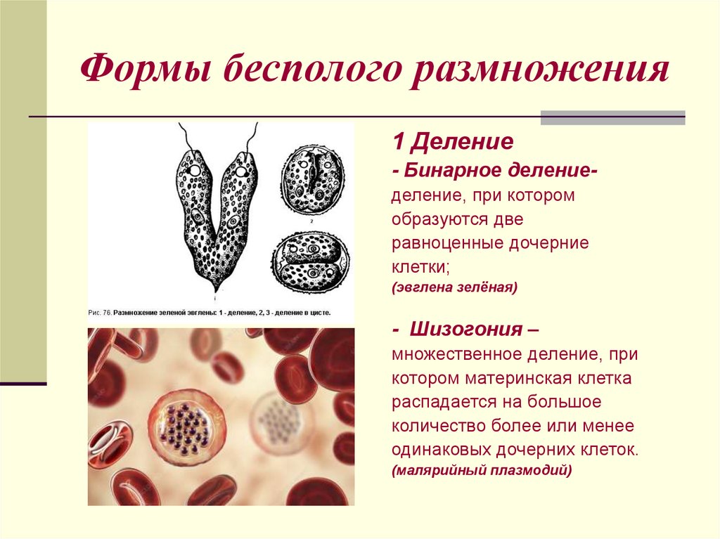 Формы бесполого размножения
