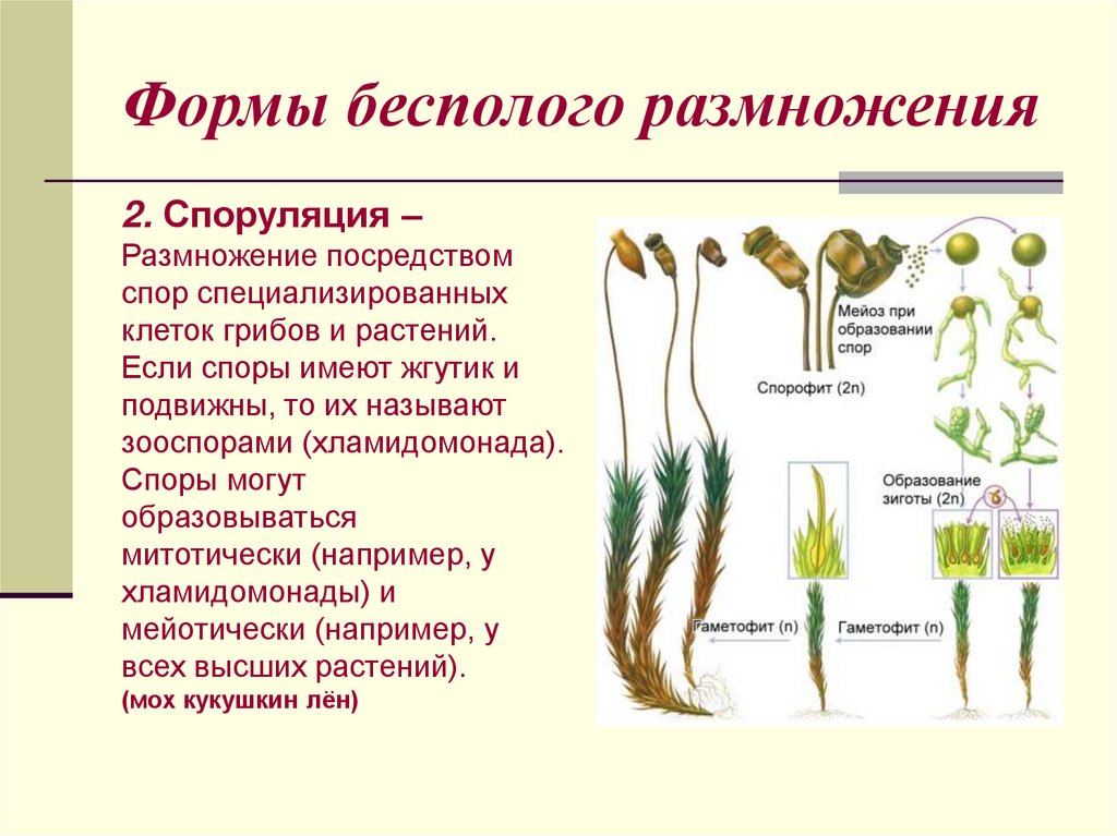 Формы бесполого размножения