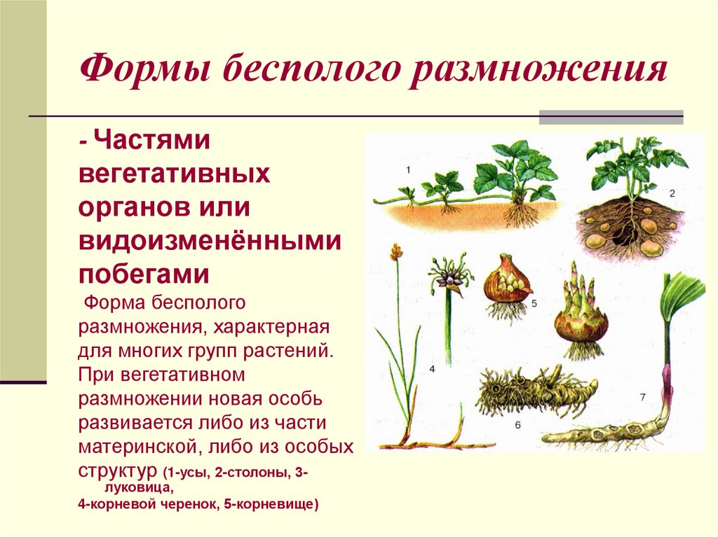 Формы бесполого размножения