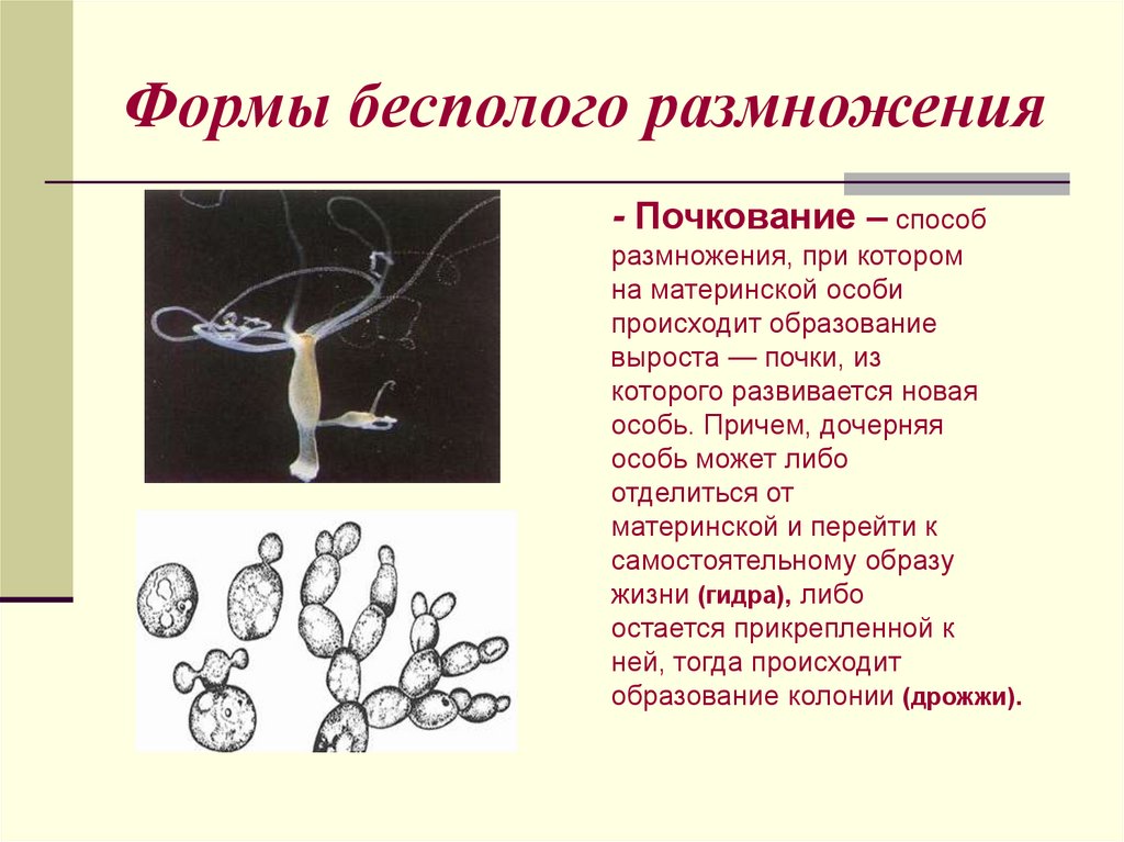 Формы бесполого размножения