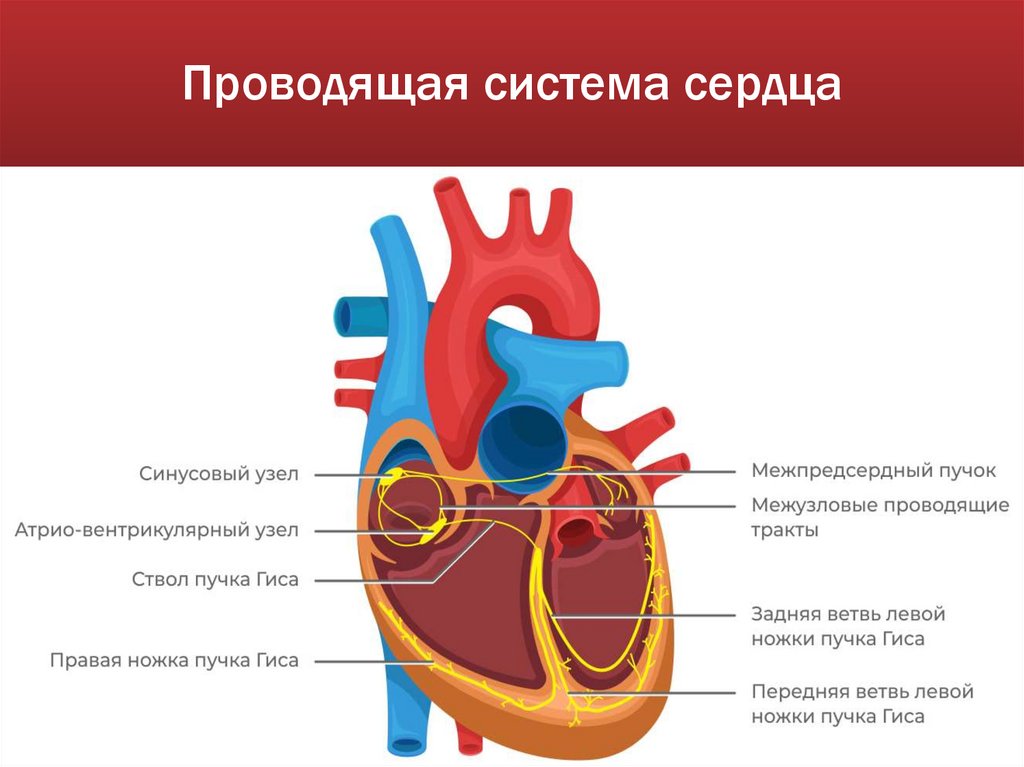 Проводящая система сердца