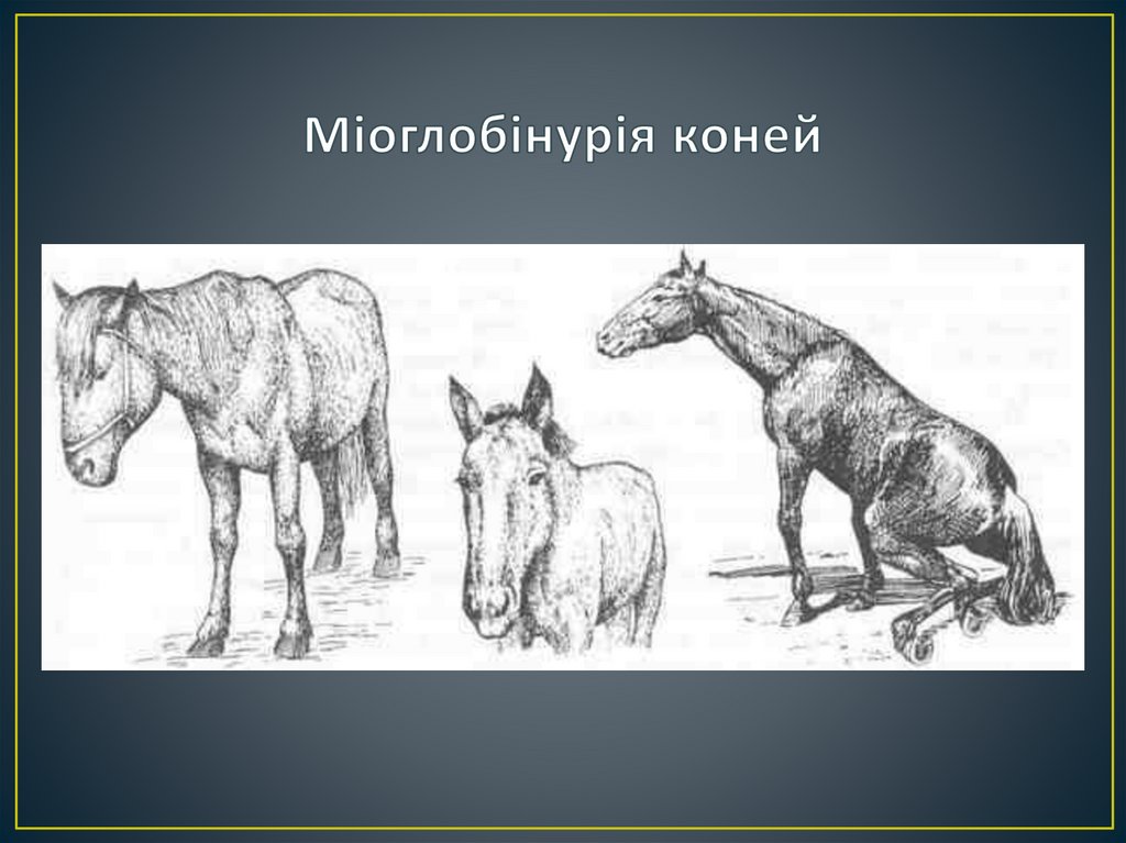 Міоглобінурія коней