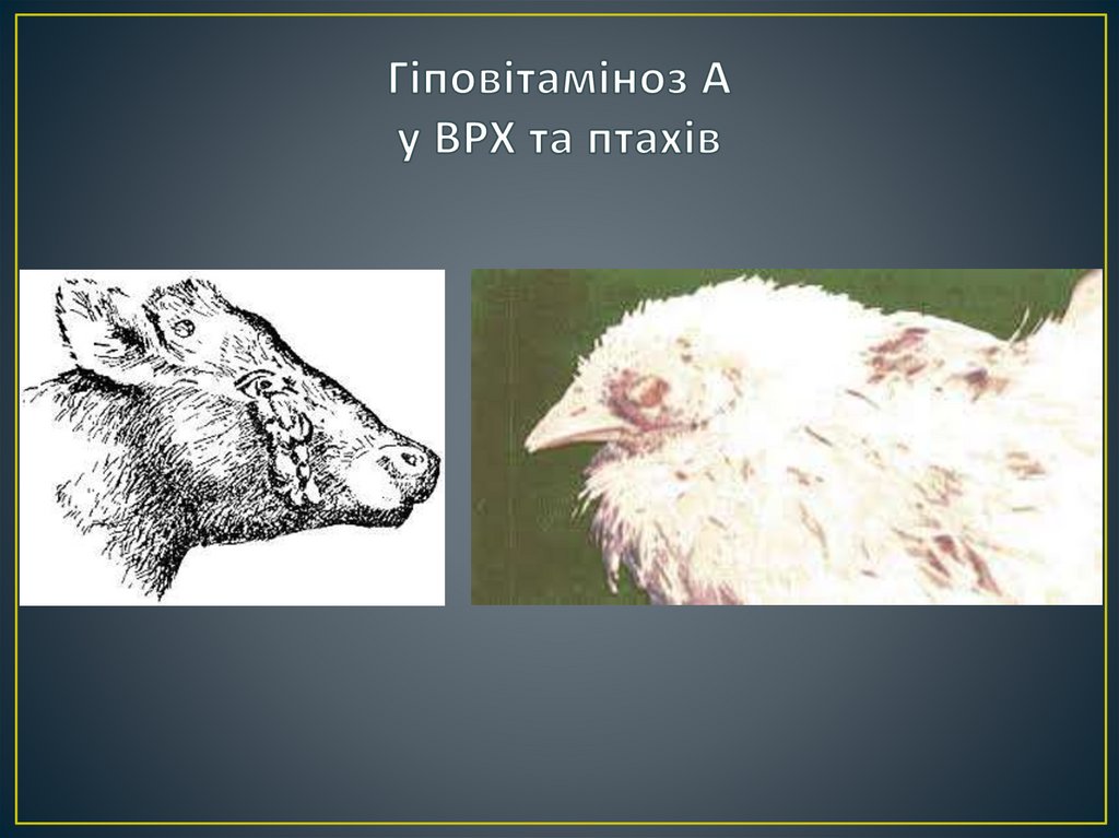 Гіповітаміноз А у ВРХ та птахів