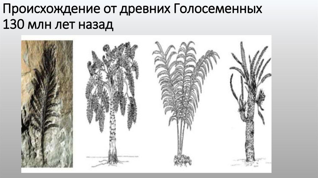 Происхождение от древних Голосеменных 130 млн лет назад