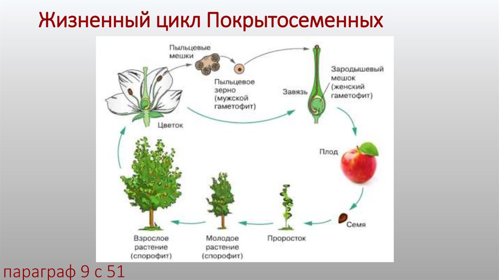 Жизненный цикл Покрытосеменных