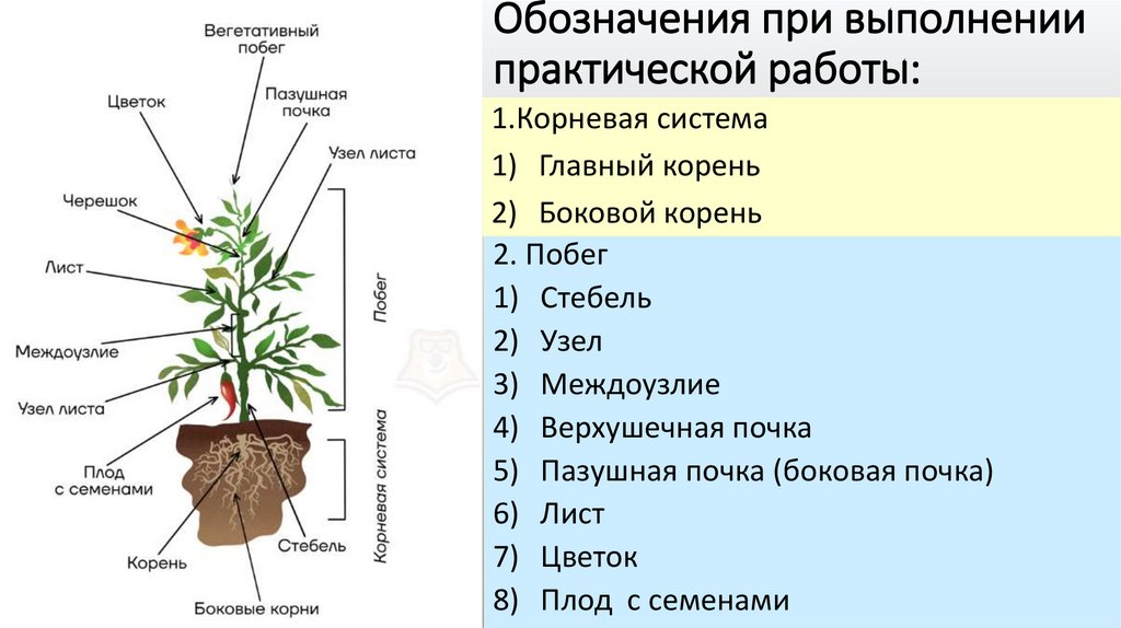 Обозначения при выполнении практической работы: