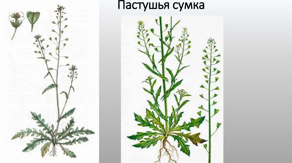 Пастушья сумка