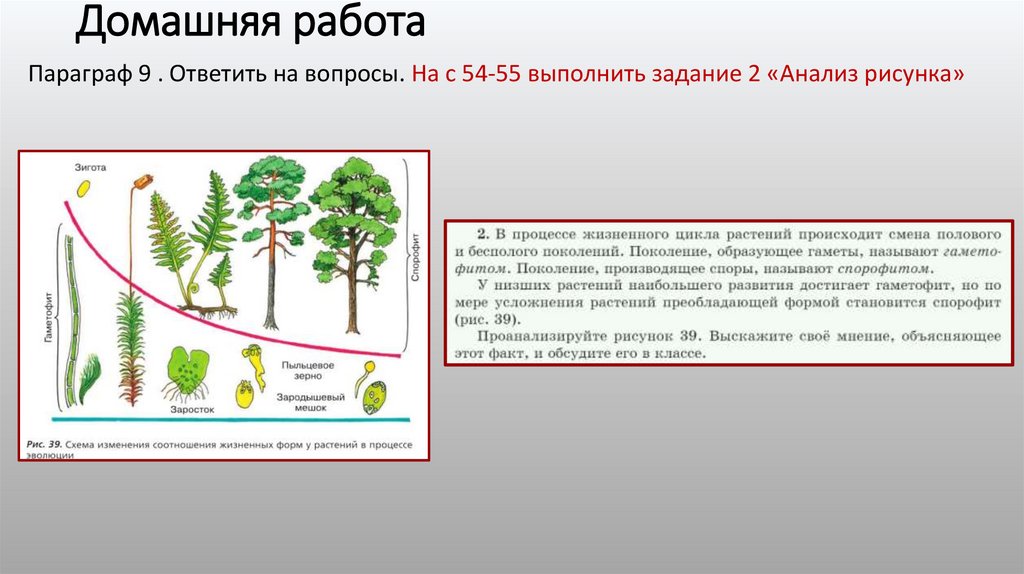 Домашняя работа
