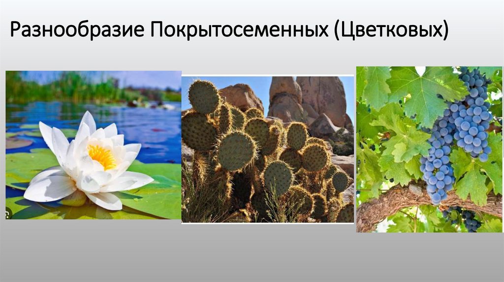 Разнообразие Покрытосеменных (Цветковых)