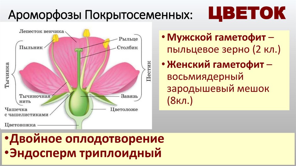 Ароморфозы Покрытосеменных: ЦВЕТОК
