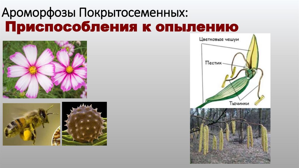 Ароморфозы Покрытосеменных:
