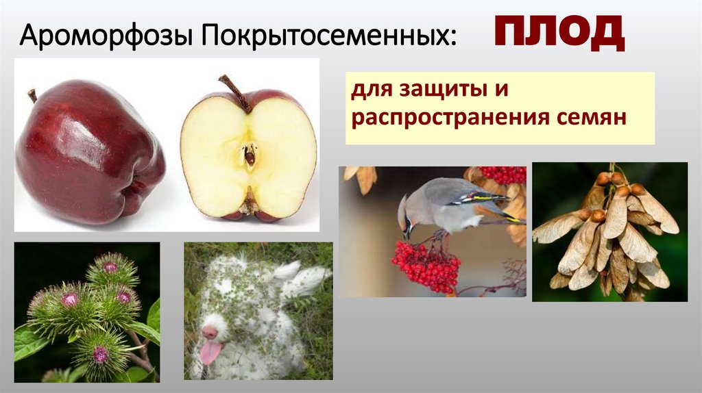 Ароморфозы Покрытосеменных: ПЛОД