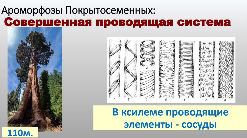 Ароморфозы Покрытосеменных: