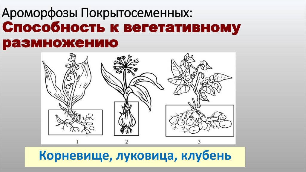 Ароморфозы Покрытосеменных: