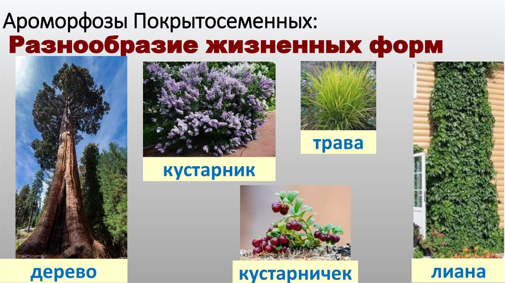 Ароморфозы Покрытосеменных: